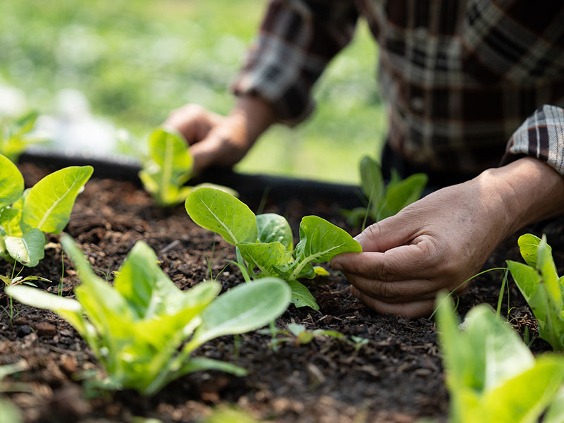 Transición ecológica y<br> garantía social de rentas